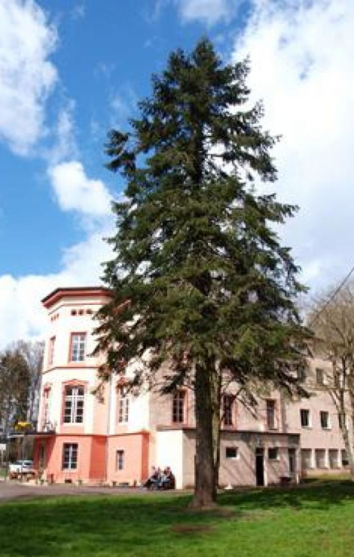 Schullandheim Niedersgegen (Schloß Bouvier)