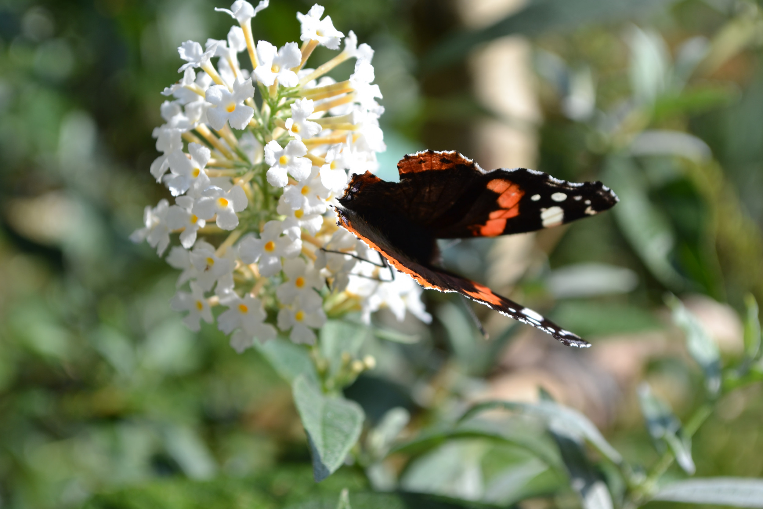 Haus am Paschberg  Schullandheim und Freizeithaus für Menschen mit Behinderungen