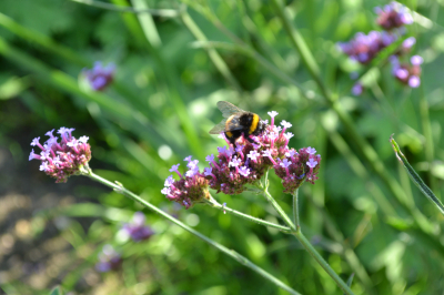 Haus am Paschberg Schullandheim und Freizeithaus für Menschen mit Behinderungen