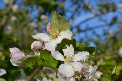 Haus am Paschberg Schullandheim und Freizeithaus für Menschen mit Behinderungen