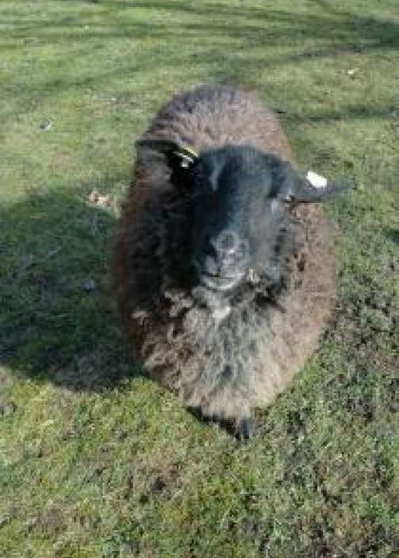 Geschwister-Hirsch-Haus