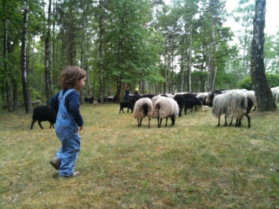Schullandheim am Scharlbarg e.V. c/o Gymnasium Ohmoor