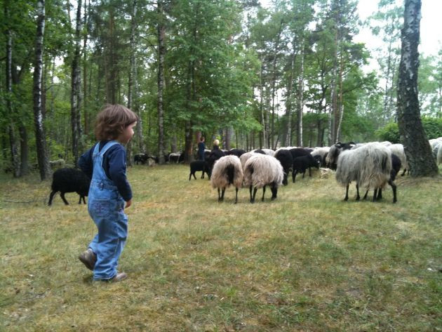 Schullandheim am Scharlbarg e.V. c/o Gymnasium Ohmoor