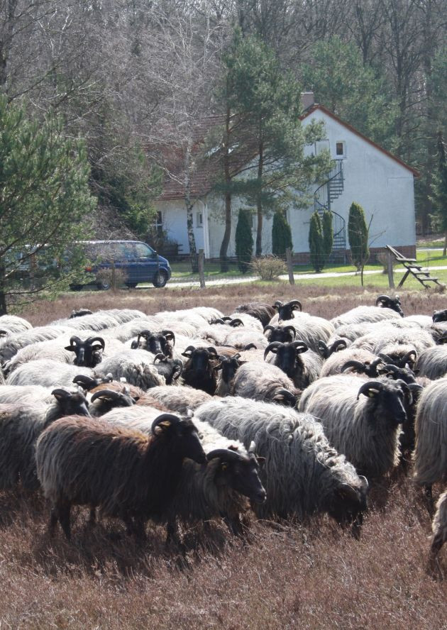 Schullandheim Haus Dübelsheide