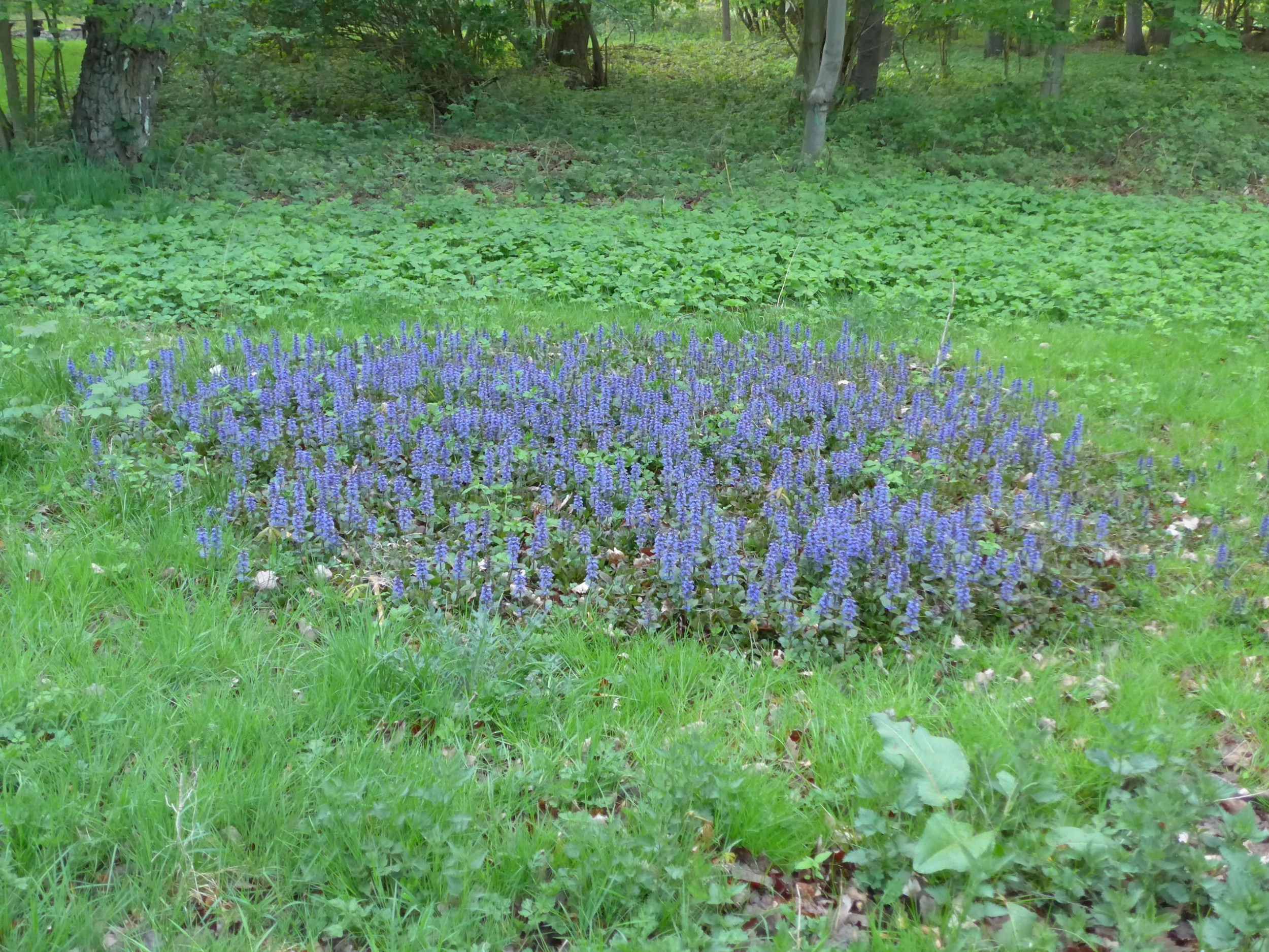 Schullandheim Badenstedt