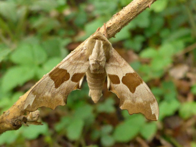 Schullandheim Badenstedt