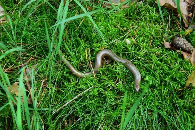 Zebef e.V. (Schullandheim Alt Jabel)