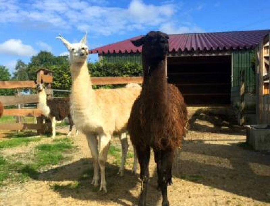 Erlebniszentrum Mühle Kolb