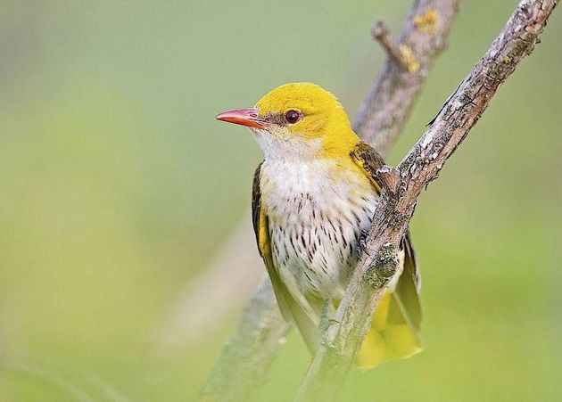 Jugendburg Rotenberg