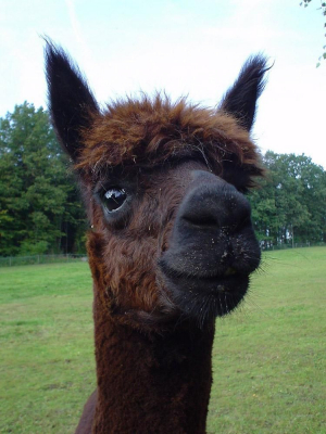 CircArtive Haus - Hof - Pimparello