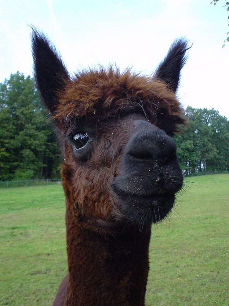 CircArtive Haus - Hof - Pimparello