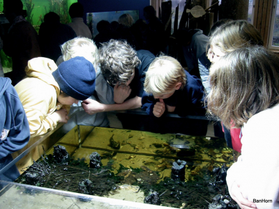 ADS - Schullandheim Ban Horn / AMRUM