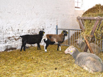 Schulbauernhof Othal