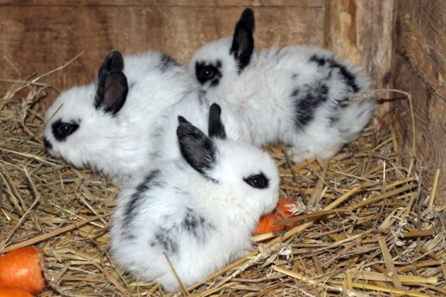 Schulbauernhof Othal