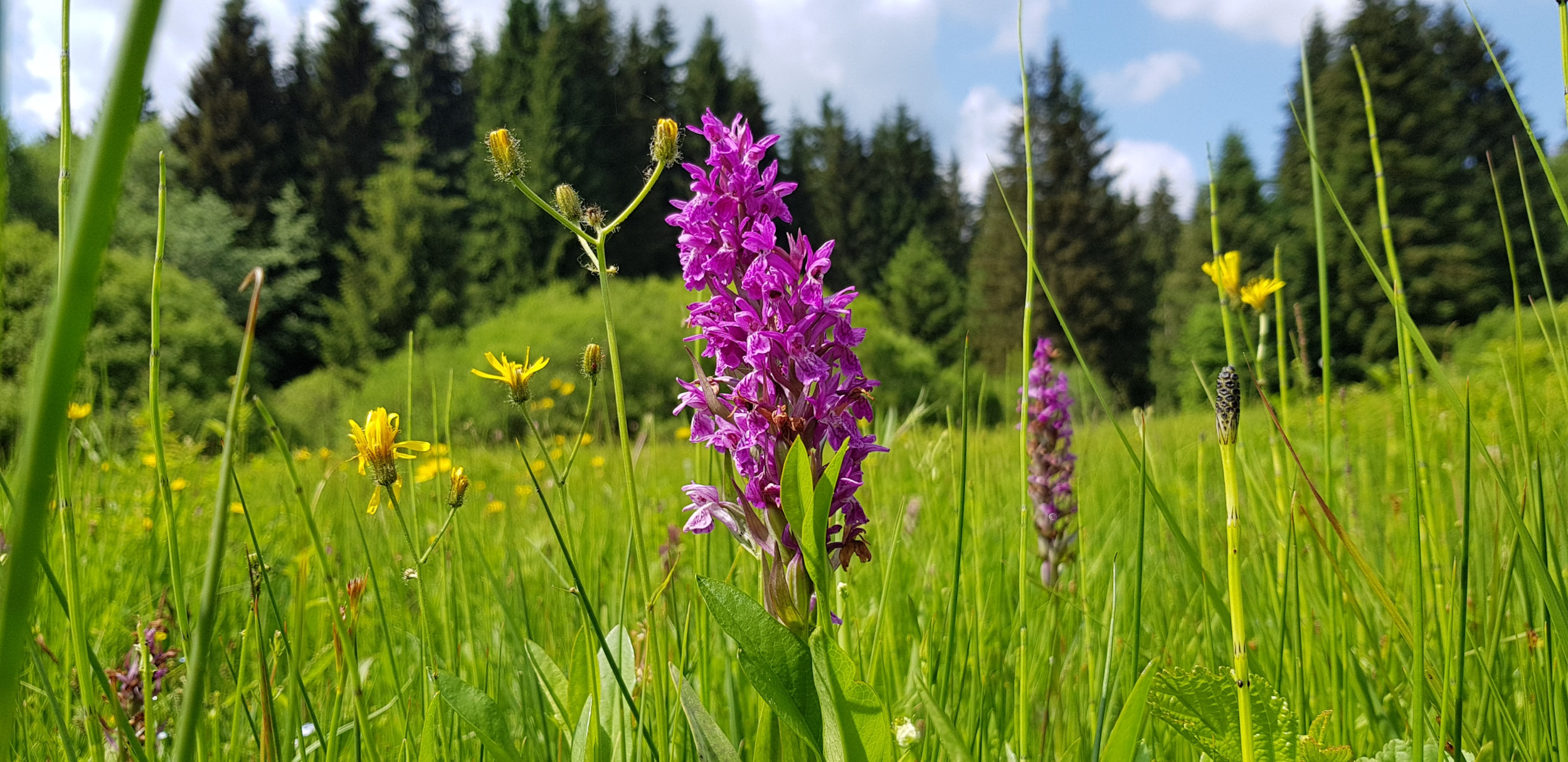 Geschützte Orchideen auf Bergwiese