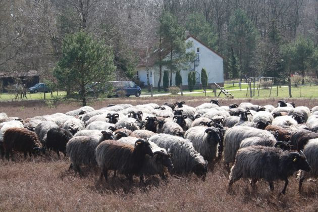 Schullandheim Haus Dübelsheide