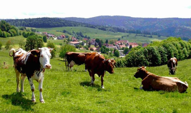 NaturFreundeHaus Gersbacher Hörnle