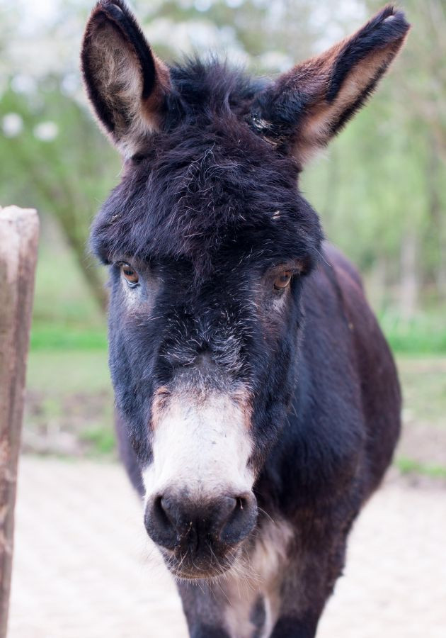 Eurohof Dreiländereck e.V. Sachsen