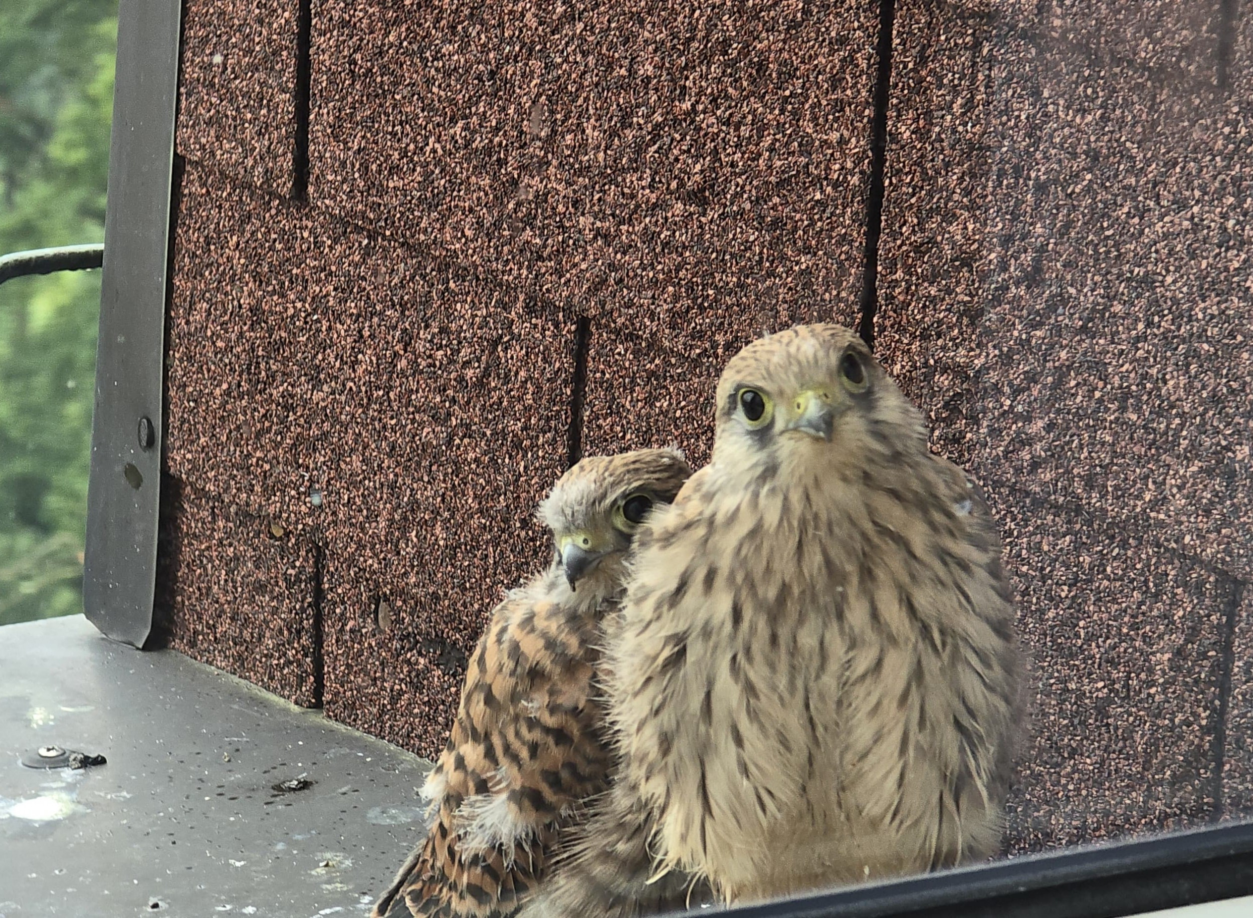 Näher kann pädagogischer Unterricht nicht sein - kostengünstige Schulung durch die NABU Velbert buchbar