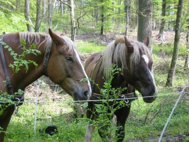 Naturschule Stromberg