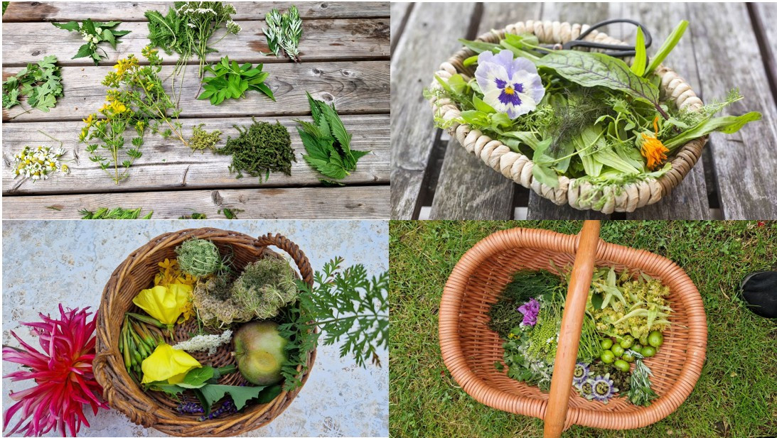 Wilde Werkstatt - alles über Wildkräuter, Sammlung & Wanderung