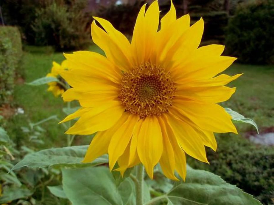 Freizeit- und Schullandheim Sonnhalde