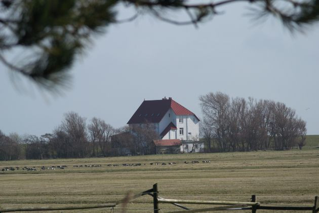 Meereswoge Neuwerk