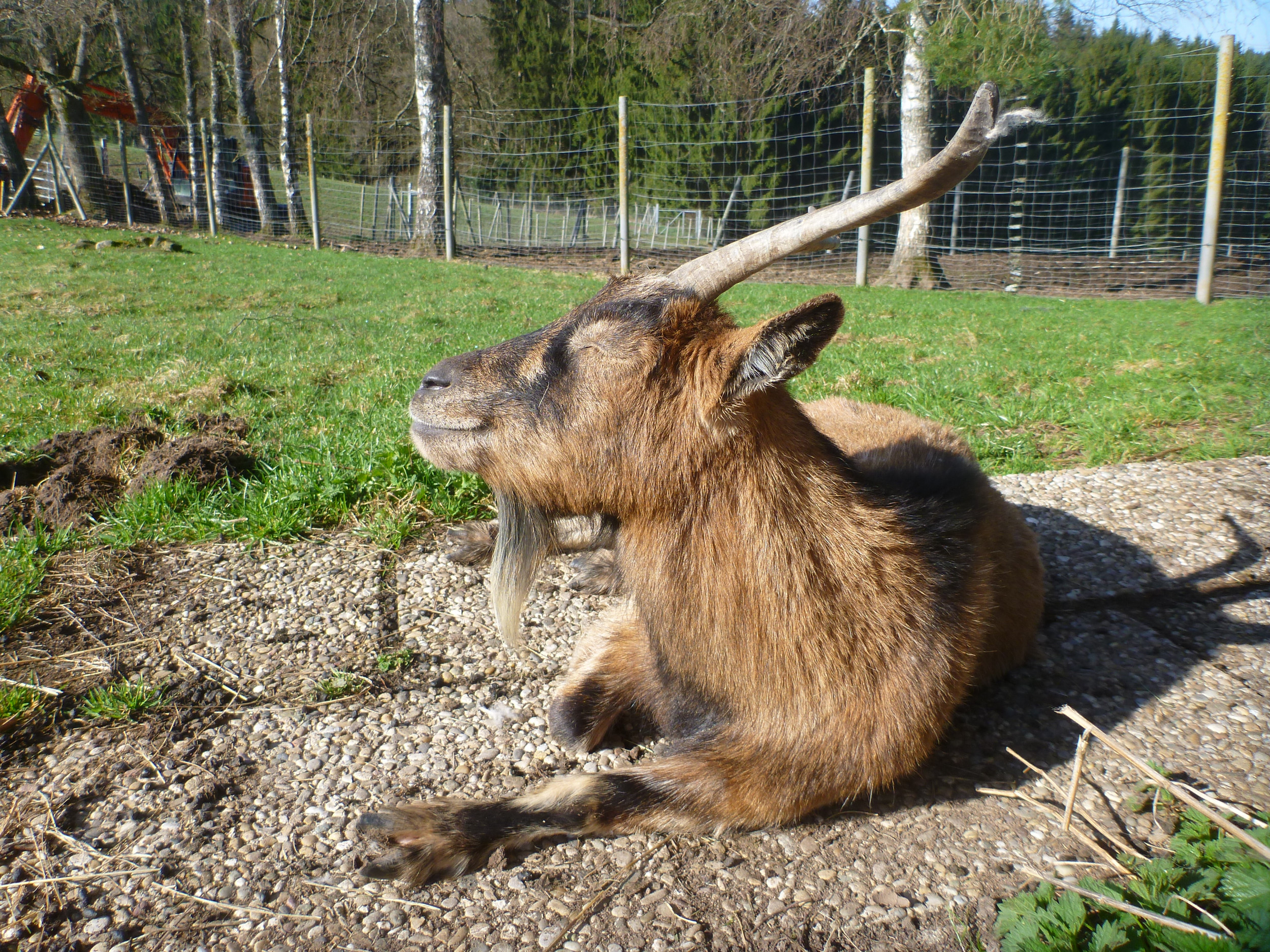 CircArtive Haus - Hof - Pimparello