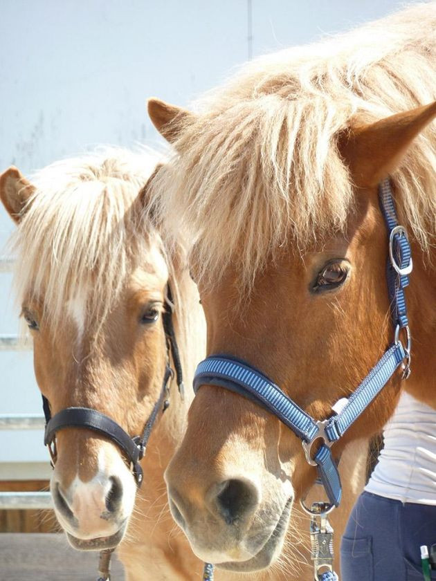 CircArtive Haus - Hof - Pimparello