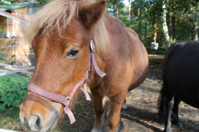 Schullandheim Gerdshütte e.V.