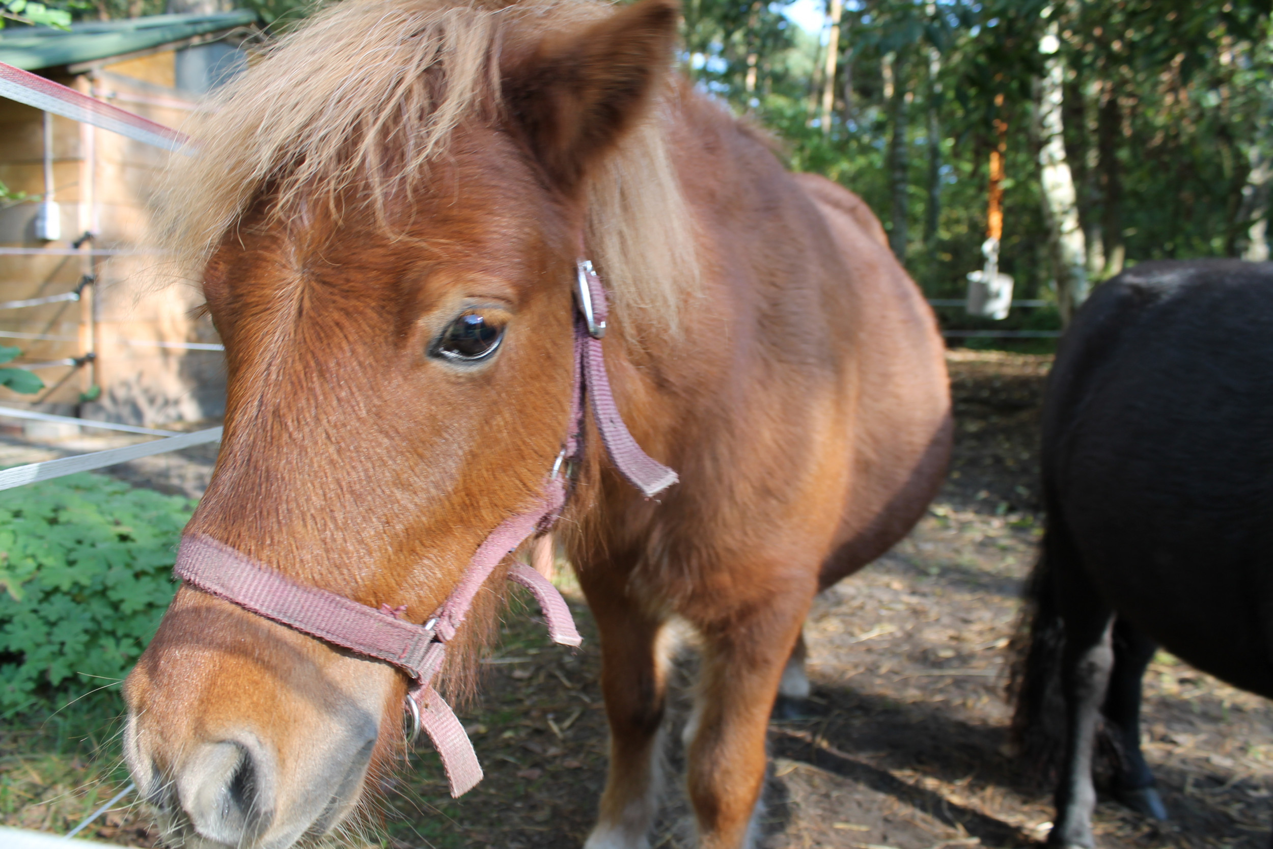 Schullandheim Gerdshütte e.V.