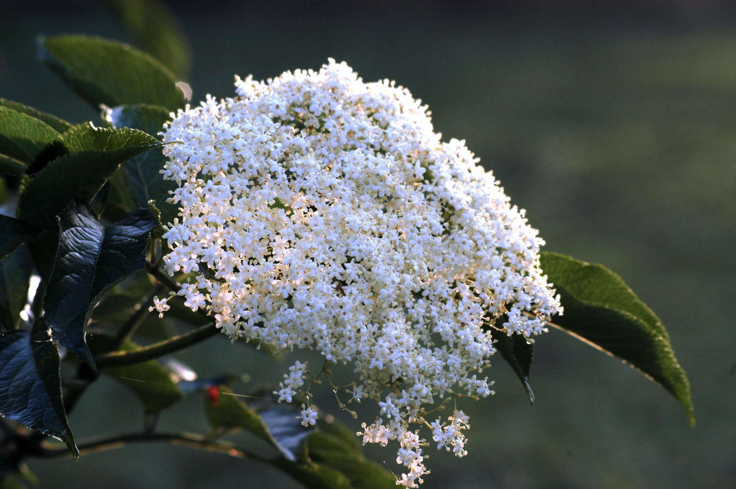 Naturerlebnishof-Helle